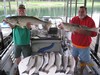 (08/21/2018) - Nice Striped Bass
